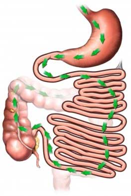 an illustration of the digestive pathway through the stomach and intestines